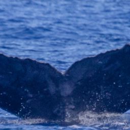 Fluke of HIHWNMS-2021-2-14_O06