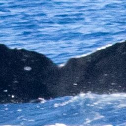 Fluke of HIHWNMS-2021-1-22_O06