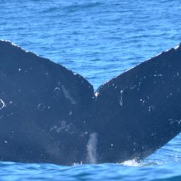 Fluke of CRC-10118