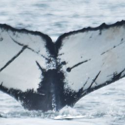 Fluke of Geometry