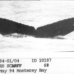 Fluke of CRC-10187