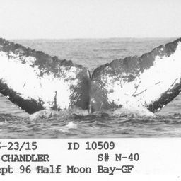 Fluke of CRC-10509
