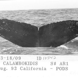Fluke of CRC-10542