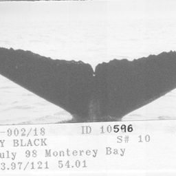Fluke of CRC-10596