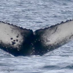 Fluke of Seal