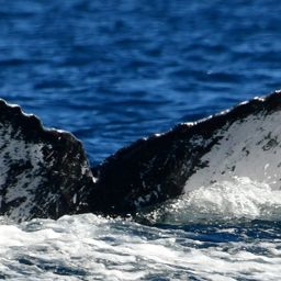 Fluke of CRC-10894
