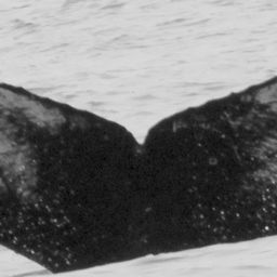 Fluke of CRC-13786