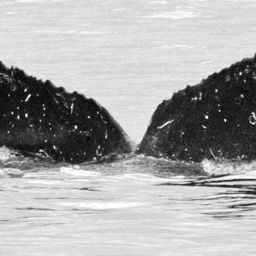 Fluke of Hoopulukipulu