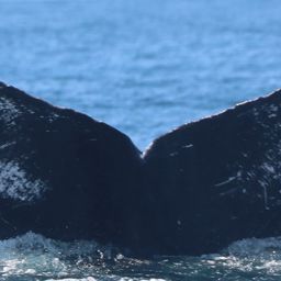 Fluke of CRC-11405