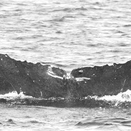 Fluke of Mimilo