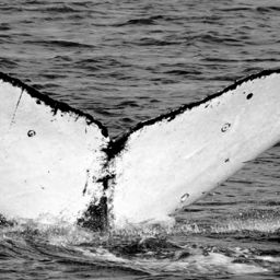 Fluke of Keonelele