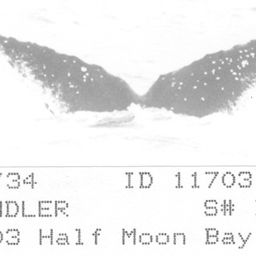 Fluke of CRC-11703