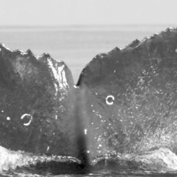 Fluke of CRC-11658