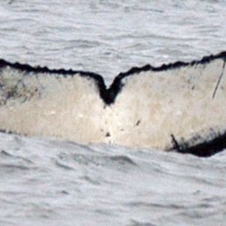 Fluke of CRC-14022