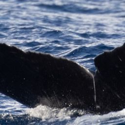 Fluke of CRC-14073