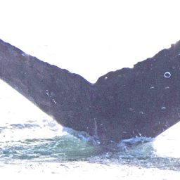 Fluke of TeMireTama
