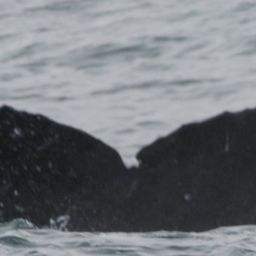 Fluke of CRC-15942