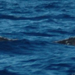 Fluke of UABCS-MN3-06R0244
