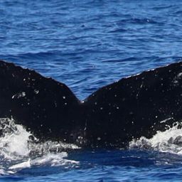 Fluke of HW-MN0442761
