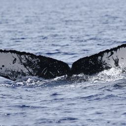 Fluke of PWF-NP_5216