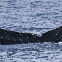 Fluke of PWF-NP_5217