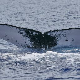 Fluke of PWF-NP_5214