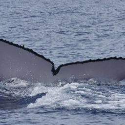 Fluke of PWF-NP_5213