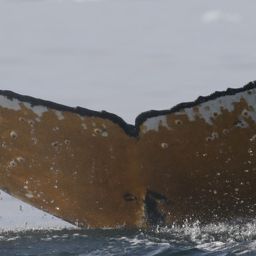 Fluke of HW-MN1303204