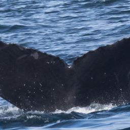 Fluke of CRC-11774