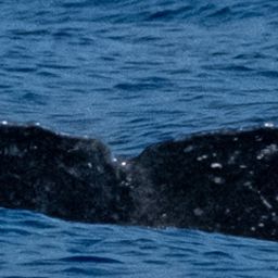 Fluke of PWF-NP_5235