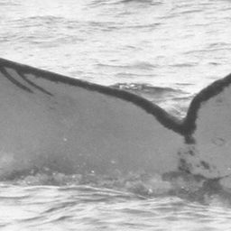 Fluke of CRC-15274
