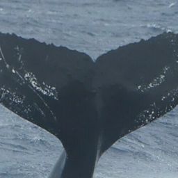 Fluke of PWF-NP_5288