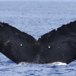 Fluke of CRC-20107