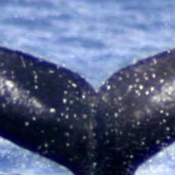 Fluke of HW-MN0442767