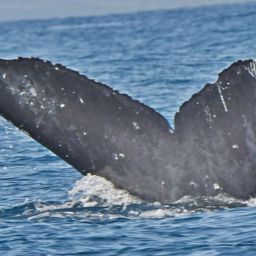 Fluke of HW-MN0442772