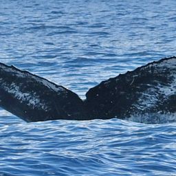 Fluke of HW-MN0442774