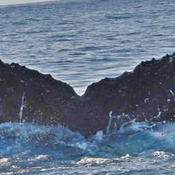 Fluke of HW-MN0442780