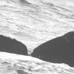 Fluke of CRC-11639