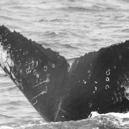 Fluke of CRC-15359