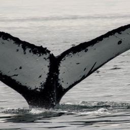 Fluke of Dot Spot