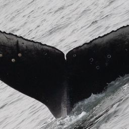 Fluke of CRC-19108