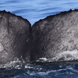 Fluke of Argo