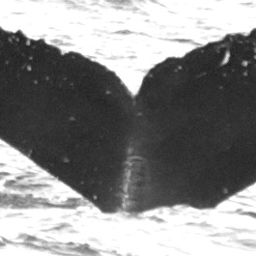 Fluke of Palaoa