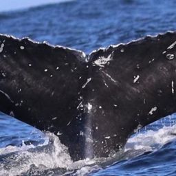 Fluke of CRC-20101