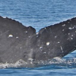 Fluke of CRC-21333