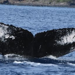 Fluke of HW-MN0442786