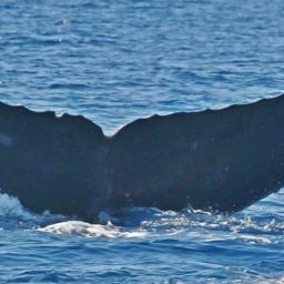 Fluke of HW-MN0442793