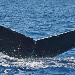 Fluke of HW-MN0442792