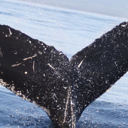 Fluke of CRC-17266