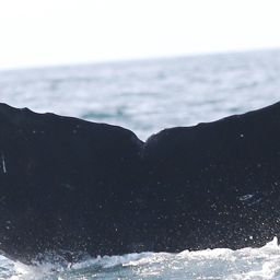 Fluke of CRC-17261